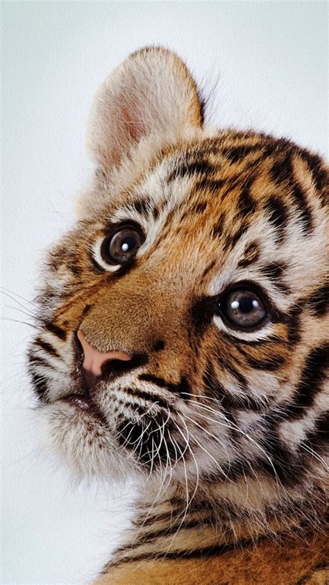 tiger cute images